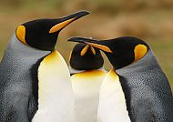 Drei Königspinguine auf den Falklandinseln in enger Interaktion.