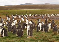 Pinguinkolonie auf den Falklandinseln in natürlicher Umgebung.