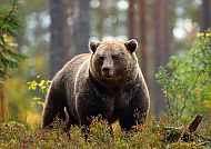 Grizzlybär im Wald, aufmerksam und majestätisch in natürlicher Umgebung.