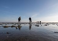 Rømø, Menschen bei einer Austernsafari auf Rømø, Dänemark., Menschen sammeln Austern bei Ebbe auf der Insel Rømø, Dänemark.
