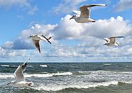 Möwen, Möwen über der Ostsee vor bewölktem Himmel.
