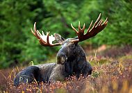 Smaland Elchpark, Elch im Smaland Elchpark, umgeben von grüner Natur., Majestätischer Elch im Smaland Elchpark, umgeben von Natur.