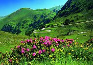 Nockalmstraße, Blühende Alpenlandschaft an der Nockalmstraße im Frühling