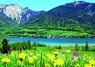 Wolfgangsee, Blühende Frühlingslandschaft am Wolfgangsee mit Bergpanorama., Frühlingswiese am Wolfgangsee mit Blick auf Berge und See.