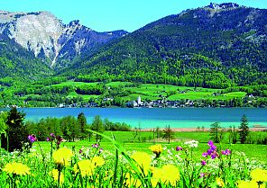 Wolfgangsee, Blühende Frühlingslandschaft am Wolfgangsee mit Bergpanorama., Frühlingswiese am Wolfgangsee mit Blick auf Berge und See.