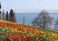 Mainau, Blumenwiese vor Bodensee-Panorama, idyllische Frühlingsstimmung., Blumenwiese mit Bodenseepanorama auf der Insel Mainau.