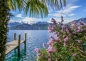 Zürich, Blühender Frühling am Vierwaldstättersee mit Alpenpanorama., Blühende Idylle am Vierwaldstättersee mit Alpenpanorama. Zürich, Blühender Frühling am Vierwaldstättersee mit Alpenpanorama., Blühende Idylle am Vierwaldstättersee mit Alpenpanorama.