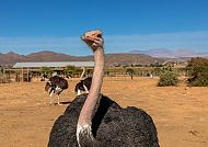 Oudtshoorn, Strauße in Oudtshoorn, Südafrika, unter klarem blauem Himmel., Strauß auf einer Farm in Oudtshoorn, Südafrika.