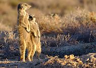 Erdmännchen, Erdmännchen im südlichen Afrika in der Abendsonne.