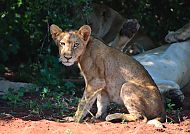 Löwe im Matusadona Nationalpark, Löwe im Schatten im Matusadona Nationalpark, Afrika., Löwe im Schatten im Matusadona Nationalpark, Südafrika.