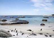 Kap der Guten Hoffnung, Pinguine am Strand des Kap der Guten Hoffnung, Südafrika.
