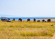 Safari Kariba See, Safari-Abenteuer am Kariba-See mit Elefantenherde., Elefantenherde am Kariba See bei Safari im südlichen Afrika.