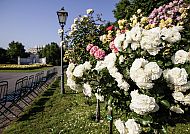 , Rosenblüte im Volksgarten, Wien: Farbenpracht und idyllische Ruhe.