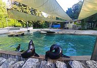 Zoo Augsburg, Seelöwen im Zoo Augsburg unter Sonnensegeln., Seelöwen im Zoo Augsburg unter Sonnensegeln.