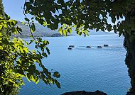 Blick auf den Ohridsee durch grüne Blätter