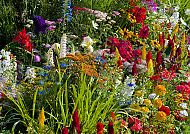 Farbenfrohe Blumenpracht, Farbenfrohe Blumenpracht bei der Badminton Flower Show 2026.