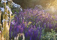 Blühende Blumenpracht, Blühende Blumenpracht bei der Badminton Flower Show 2026.