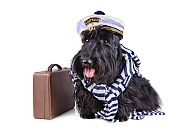 Mit Hund an Bord, Hund mit Kapitänsmütze und Schal, bereit für ein Abenteuer., Hund mit Kapitänsmütze und Koffer, bereit für Abenteuer.