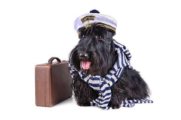 Mit Hund an Bord, Hund mit Kapitänsmütze und Schal, bereit für ein Abenteuer., Hund mit Kapitänsmütze und Koffer, bereit für Abenteuer.