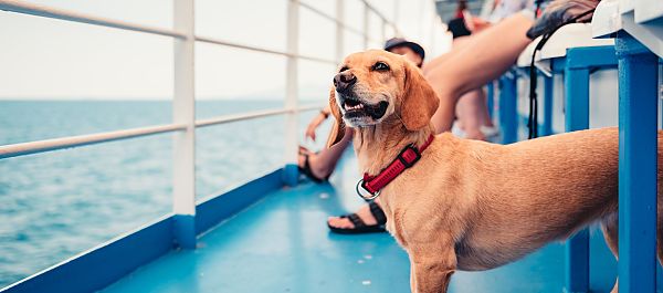Mit Hund an Bord, Hund genießt die Donaukreuzfahrt auf einem sonnigen Deck., Hund genießt die Aussicht auf einem Schiff auf der Donau.