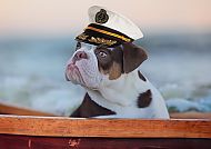 An Bord mit Hund, Hund mit Kapitänsmütze genießt die Donau.