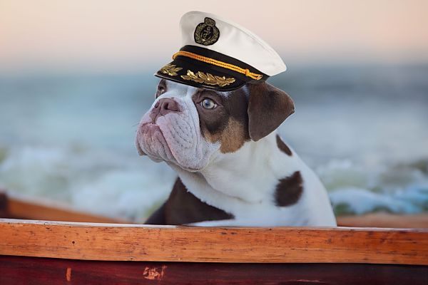 An Bord mit Hund, Hund mit Kapitänsmütze genießt die Donau.