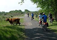 Radrundfahrt durch die Dünen, Radfahrer in Dünenlandschaft, Natur trifft auf Tierwelt., Radfahrer in Dünenlandschaft neben grasendem Rind.