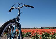 Holland mit dem Schiff und dem Rad, Fahrrad vor farbenfrohem Tulpenfeld unter klarem blauen Himmel.