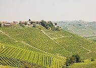 Sanfte Weinberge im Piemont, ideal für Trüffelträume