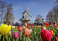 Keukenhof, Tulpenpracht vor Windmühle im Keukenhof.