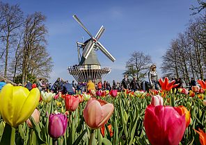 Blütenpracht und Gassenflair: Alkmaar & Keukenhof