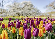 Keukenhof, Bunte Tulpenblüte im Keukenhof vor blühendem Baum., Bunte Tulpenblüte im Keukenhof vor blühendem Baum.