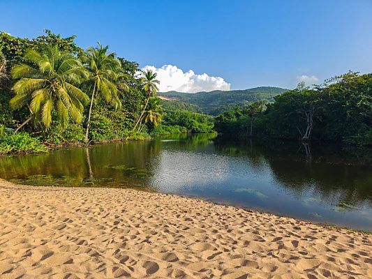Guadeloupe, Tropische Idylle mit Palmen und ruhigem Wasser in Guadeloupe., Tropische Oase mit Palmen und ruhigem Wasser auf Guadeloupe.