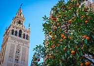 Orangenbaum in Spanien, Orangenbaum vor der Giralda in Sevilla, Spanien.