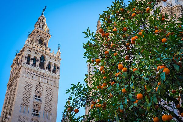 Orangenbaum in Spanien, Orangenbaum vor der Giralda in Sevilla, Spanien.