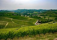 , Sanfte Weinberge im Piemont, ideal für Trüffelträume., Sanfte Hügel und Weinberge im malerischen Piemont.