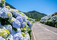 Azoren, Blühende Hortensien entlang einer Straße auf den Azoren.