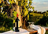 Wein in der Toskana, Weinreben und Rotweinflasche in der toskanischen Landschaft., Weinreben und Weinflasche in der toskanischen Abendsonne.