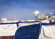 Strand-Möwe Nordsee, Möwe auf Strandkorb an der Nordsee, stilvolle Auszeit genießen., Möwe auf Strandkorb an der Nordseeküste bei blauem Himmel.