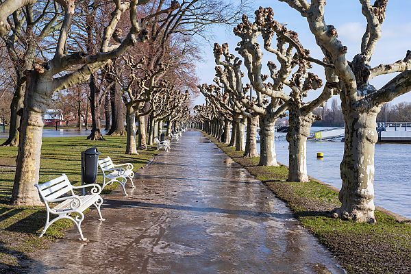Winterliche Promenade am Rhein in Rüdesheim, gesäumt von Bäumen.