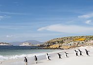 Pinguin-Kolonie am Strand der Falklandinseln unter blauem Himmel.