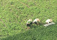 Landarbeiter mit Strohhüten bei der Feldarbeit in China