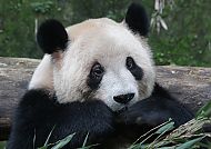 Panda genießt Bambus im grünen Wald, Panda genießt Bambus im grünen Wald.