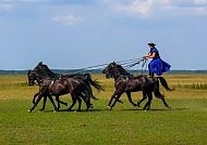Ausflugstipp: Reiterspiele, Elegante Reiterspiele auf grüner Wiese unter blauem Himmel.
