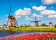 Malerische Landschaften, Windmühlen und Tulpenfelder unter blauem Himmel in Holland., Windmühlen und Tulpenfelder unter blauem Himmel in Holland.