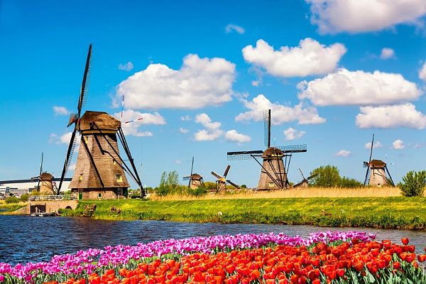 Malerische Landschaften, Windmühlen und Tulpenfelder unter blauem Himmel in Holland., Windmühlen und Tulpenfelder unter blauem Himmel in Holland.