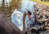 Schwan am Schloss Schwerin, Schwan am Ufer des Schweriner Schlosses bei sonnigem Wetter., Eleganter Schwan am Ufer des Schweriner Schlosses.