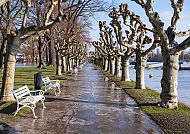 Baumallee am Rhein in Rüdesheim, winterliche Atmosphäre.