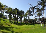 Üppige Palmen im Palmetum von Teneriffa unter klarem Himmel