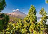 Blick auf den Teide, umgeben von grünen Kiefern auf Teneriffa